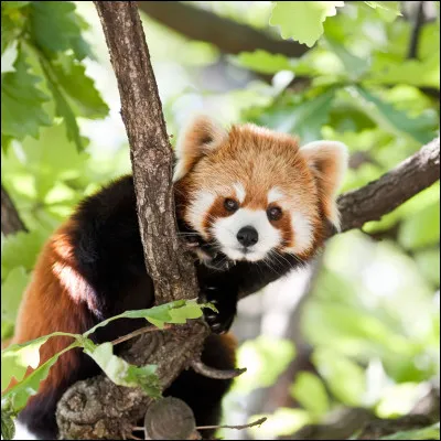 Le panda roux mesure un peu près entre 70 et 80 cm.
