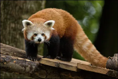 La queue du panda roux mesure entre 30 et 60 cm.