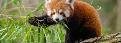 Le panda roux peut peser jusquà 5 kg.