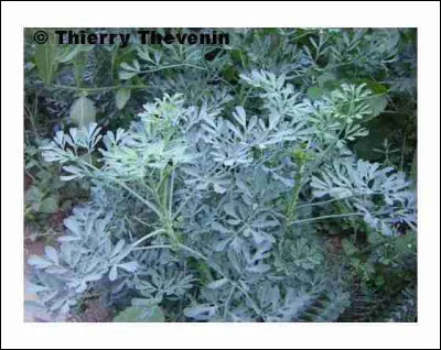 En haut de la -----, un poète et une inconnue
S'aimèrent l'espace d'un instant mais il ne l'a jamais revue
Cette chanson il composa, espérant que son inconnue
Un matin d'printemps l'entendra quelque part au coin d'une -----
Cora Vaucaire (1918/2011) nous berçait avec cette chanson douce, quel est ce manque ?