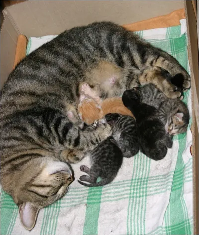 Finalement tu as eu des chatons : deux mâles et une femelle ; tu les appelles :