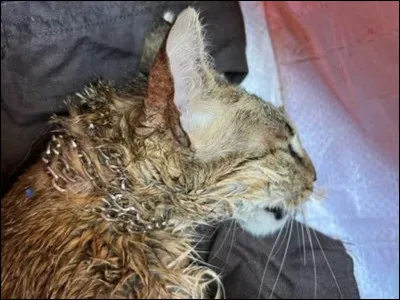 Ton heure est venue de rejoindre le Clan des Étoiles ; comment veux-tu mourir ?