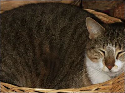 Finalement, tu vas enlever les tiques des anciens pendant que ton frère chasse et cela dure plusieurs jours. Quelle est ta réaction ?