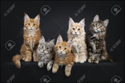 Tu commences à entrainer Nuage d'Eau mais peu de temps après, tu remarques que Plume de Guêpe devient de plus en plus gentil avec toi. Un jour, il te dit qu'il t'aime et te demande si tu veux avoir des chatons avec lui. Que lui réponds-tu ?