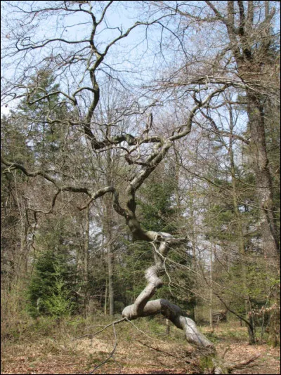 Qui &eacute;taient Ceslaw Bojarski et Adolf Burger ?