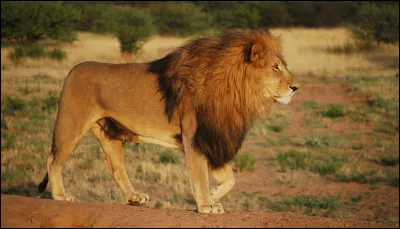 Quel est ton animal préféré ? (Patronus)