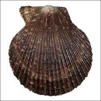 Elle ressemble à une petite coquille Saint-Jacques, son nom est...
