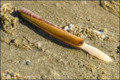 Quel est ce coquillage de forme allongée et symétrique ?