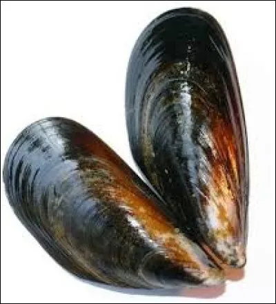 La plupart du temps, ce coquillage est préparé en marinière, c'est...