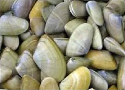 Elles sont appelées Flion, Olive de mer, Luisette (Charente-Maritime), Lagagnon (Gironde), Pignon (Vendée), Blanchette (Nord), ce sont les...