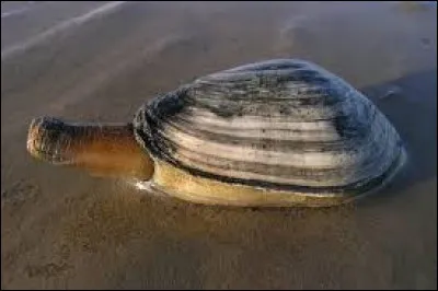 Ce gros coquillage bivalve au siphon épais vit enfoui dans le sable et se nourrit de phytoplancton. Son pied lui sert à s'enfouir. Il s'agit de la...