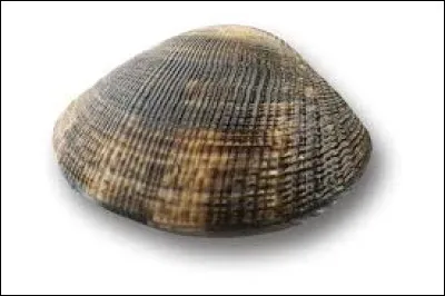 Lorsque ce coquillage senfonce dans les sols sableux et vaseux, il laisse apparaître à la surface de petits trous. Coquillage très apprécié, c'est la...