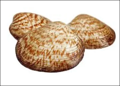 C'est un fruit de mer répandu dans le commerce, variante des palourdes. Quel est ce coquillage ?