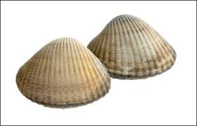 Quels sont ces coquillages ?