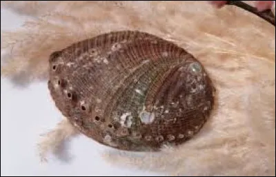 Quel est ce mollusque marin comestible du genre Haliotis, en forme d'oreille avec une rangée de trous ?