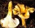 Quiz Champignons