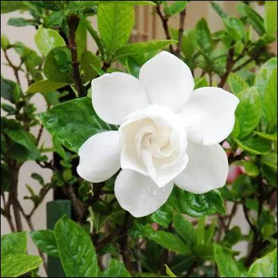 Quelle fleur de la famille des rubiacées, symbolisant la sincérité, possède des espèces "papuana" et "tubifera" ?