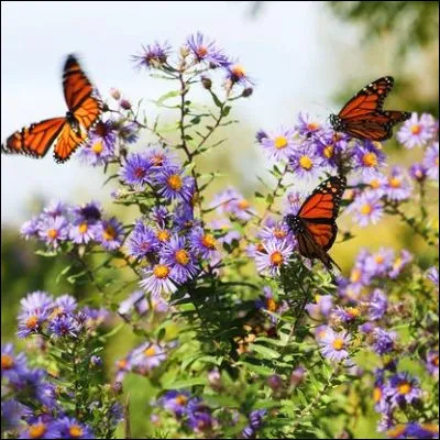 Quel écrivain, auteur de "Feu pâle", était aussi un lépidoptériste reconnu ?