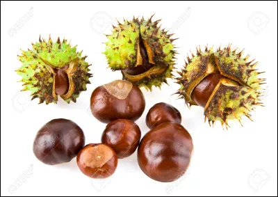 D'où vient le nom anglais de Poil de Châtaigne (Sorreltail) ?