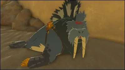 Comment se nomme le morse des sables de Riju ?