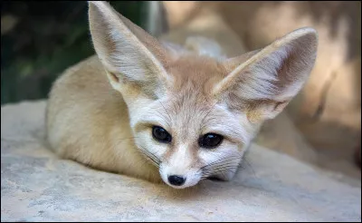 De quel animal s'agit-il ?