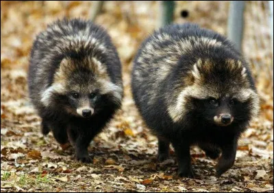 Quel est celui-là ?