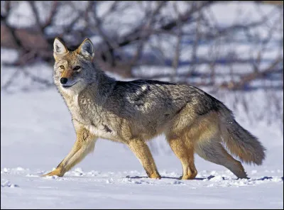 De quel canidé est-il question ?