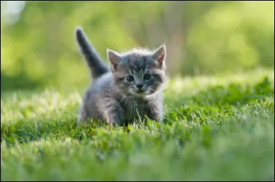 Les chats voient mieux que nous la nuit.