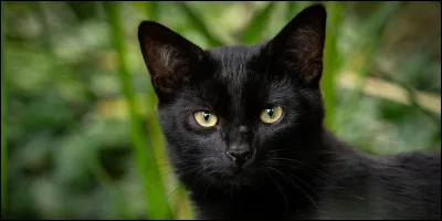 Les chats peuvent naître aveugles.