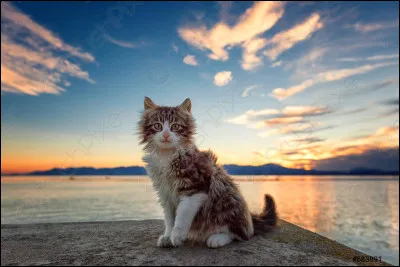 Les vieux chats peuvent devenir aveugles.