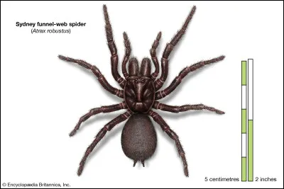 Les chanteurs de la chanson "Spider" sont Maître Gims et Lorenzo.