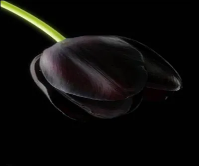 Quel acteur est à l'affiche du film "La Tulipe noire" ?