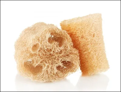 Quel est le nom de ce type d'éponge ?