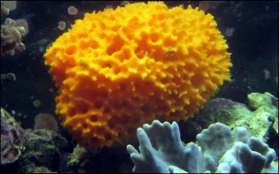 L'éponge de mer est-elle un animal ?