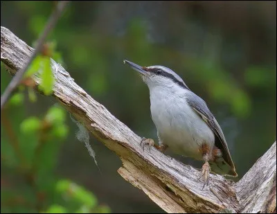 Et une facule, qu'est-ce que c'était ?
