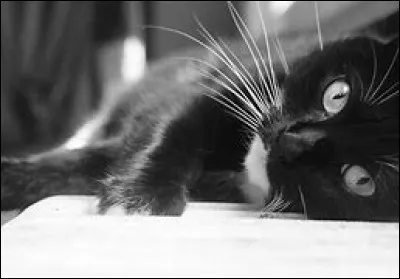 Les chats voient dans le noir.