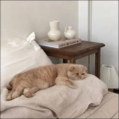 Un chat peut dormir jusqu'à 20 heures par jour.