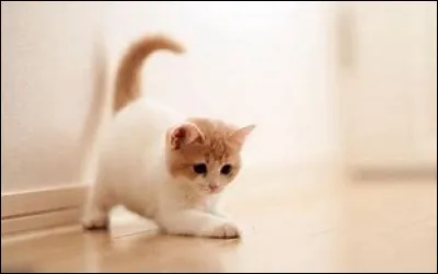 Le squelette du chat est composé de 450 os .