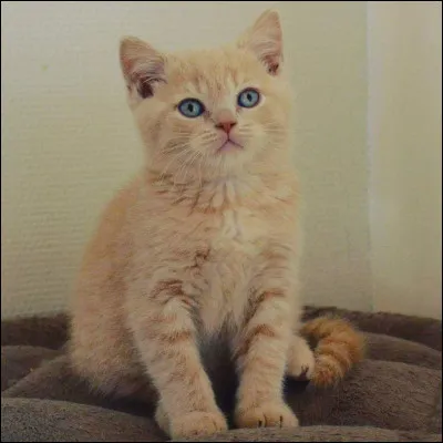 Le nom scientifique du chat domestique est Felis catus .