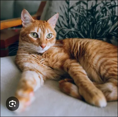 Il y a des chats dans :