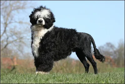 Comment dit-on "chien" en portugais ?