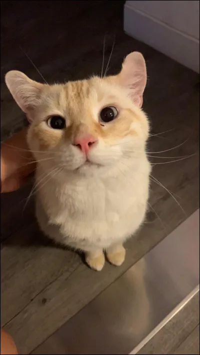 Qui est le mentor de Nuage d'Aulne ?