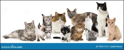 Nuage d'Aulne part en quête pour retrouver...