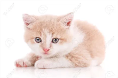 Sur le chemin du retour il trouve deux chattes abandonnées qu'il nomme, avec Nuage d'Aiguilles...