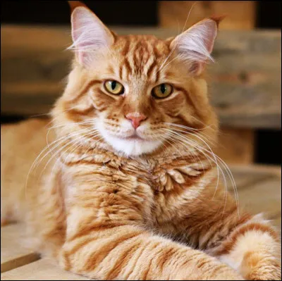 Ces chatons partent dans quel clan ?