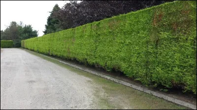 C'est dans le Haut-Doubs, à Gilley, qu'en 1983, j'ai visité la petite entreprise familiale de papy Gaby. Aujourd'hui, papy Gaby est parti rejoindre ses fumées mais d'autres ont repris le flambeau, c'est, hélas, devenu une entreprise commerciale. Malgré tout, quel nom ont-ils conservé ?