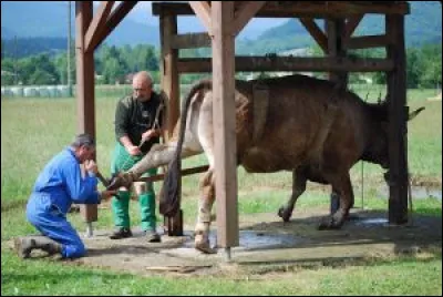 À la campagne, quand le maréchal-ferrant devait ferrer un cheval ou un buf récalcitrant, il utilisait un travail (voir photo). Quel est le pluriel de ce mot ?