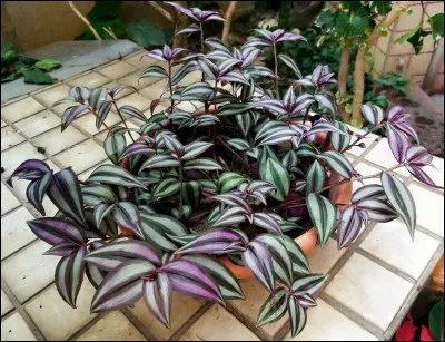 Voyons un peu ! Nous sommes dans le chur d'une église, les gens du chapitre sont là, ils se préparent à subir la longueur de la messe, ils ont pour eux une tablette pliable qui leur permet de poser les fesses et d'être alors assis en paraissant debout. Comment se nomme cette tablette ?