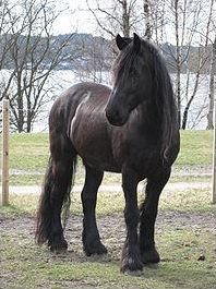 Quiz Frison