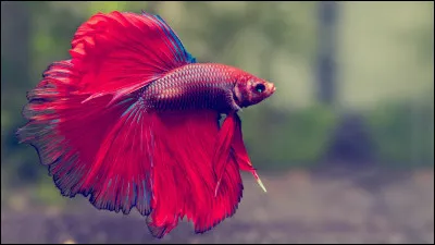 Le combattant est un :